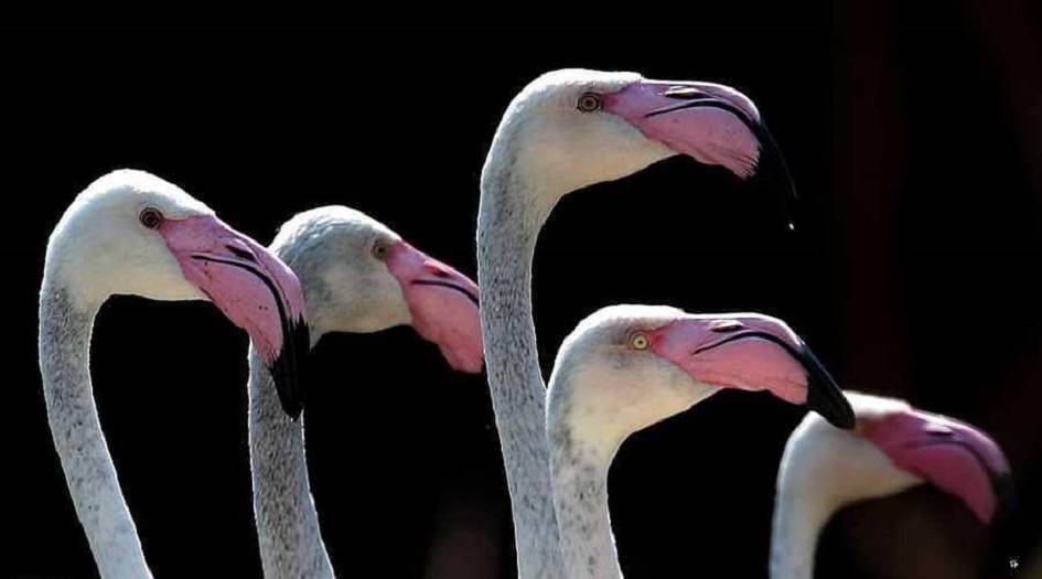  الفلامينغو يبيض لأول مرة منذ 13 عاما والسبب؟!!