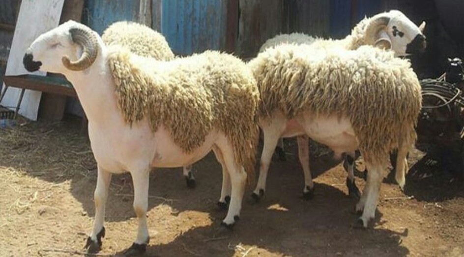 هكذا تختار "خروف العيد" السليم..