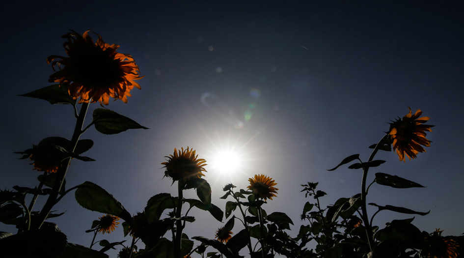 حقول عباد الشمس في كرمانشاه