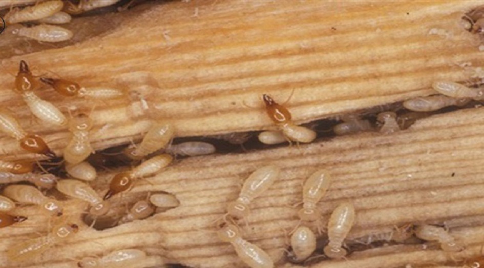 النمل الابيض يغزو محافظات مصر!