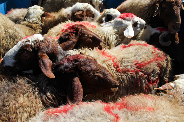 کمیته امداد تشریح کرد: شش روش پرداخت نذر قربانی