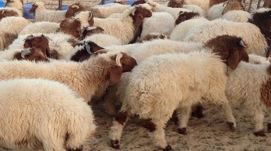 طرق التخلص من الديدان الشريطية في لحوم الأضاحي