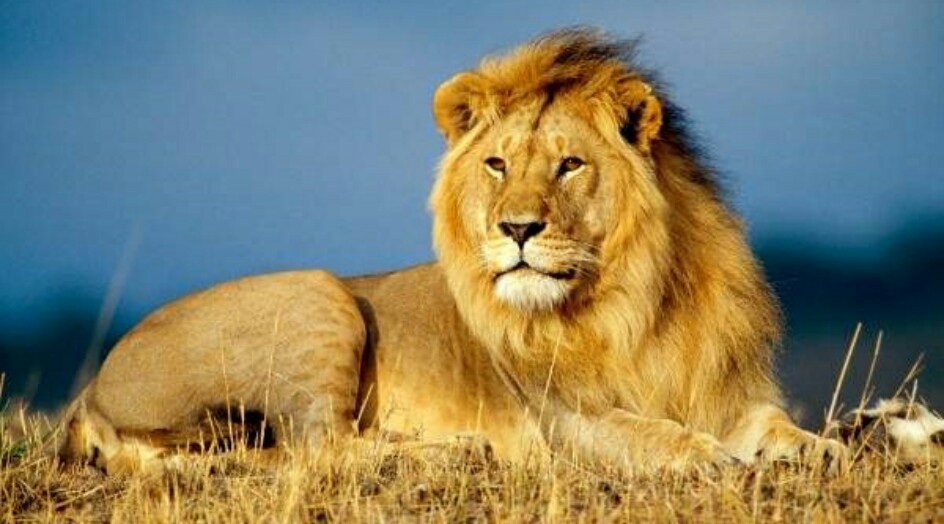 لماذا يمتلك ذكر الأسد فراء حول رأسه؟