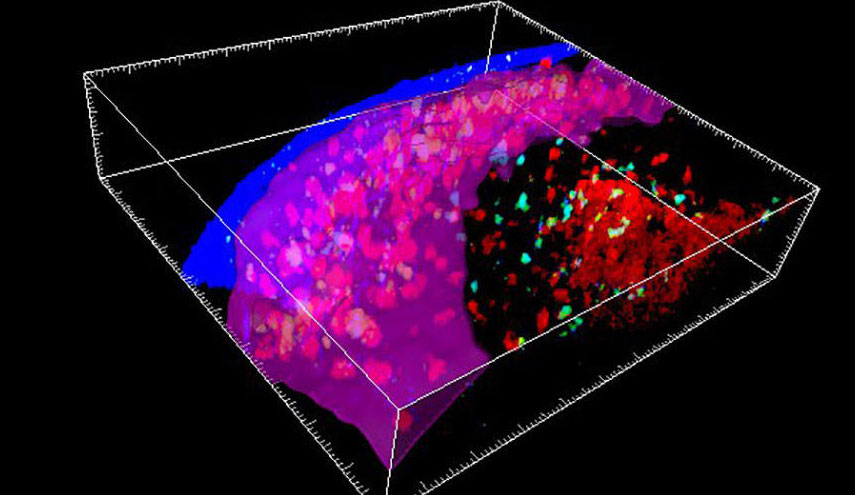 العلماء يجدون عضواً جديداً في جسم الإنسان!