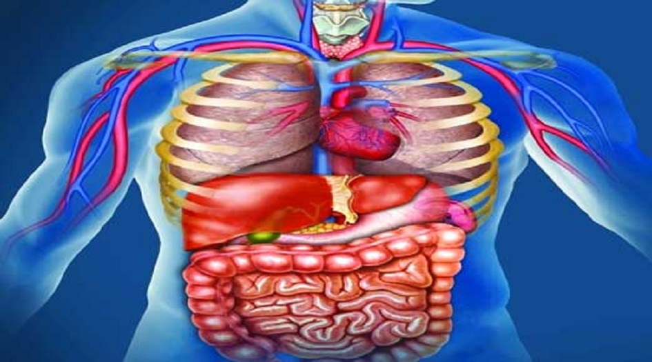 اكتشاف عضو جديد في جسم الإنسان... ما هو؟