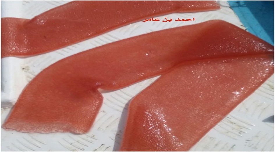 شاهد صور. . العثور على مخلـوق غريب ومرعب في عـــدن 