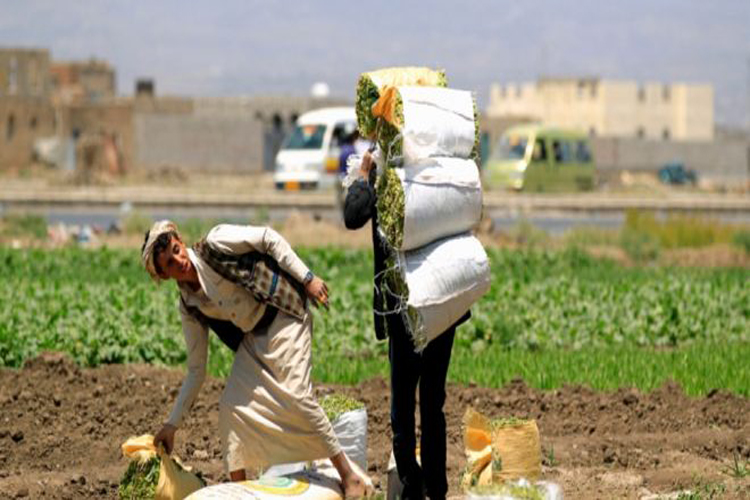 تبديل محاور الهجوم في الحديدة.. تكتيك لا يمنح الإمارات انتصاراً