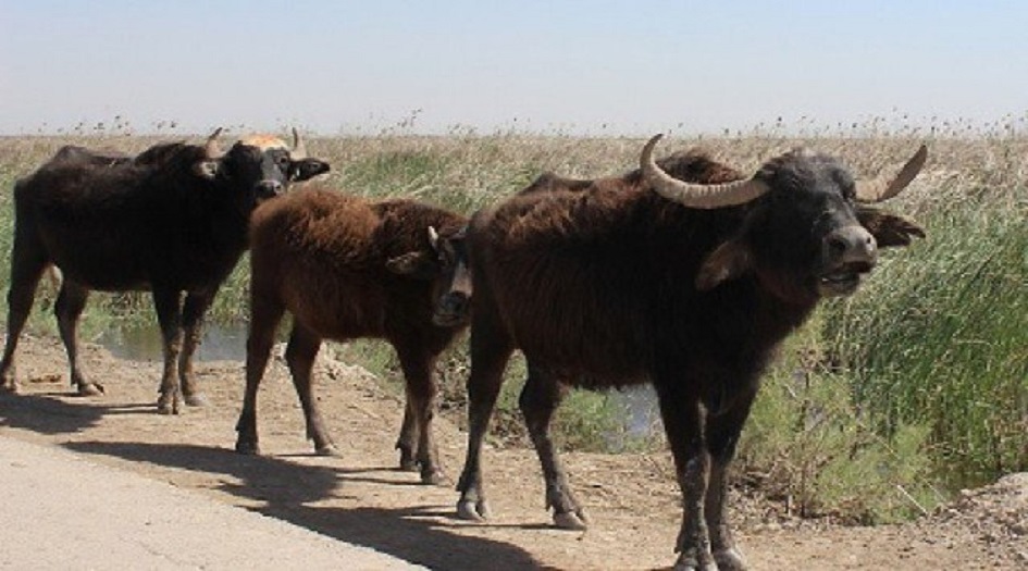 بالصور.. قطيع من الجاموس يقتحم مصنع ورق البصرة
