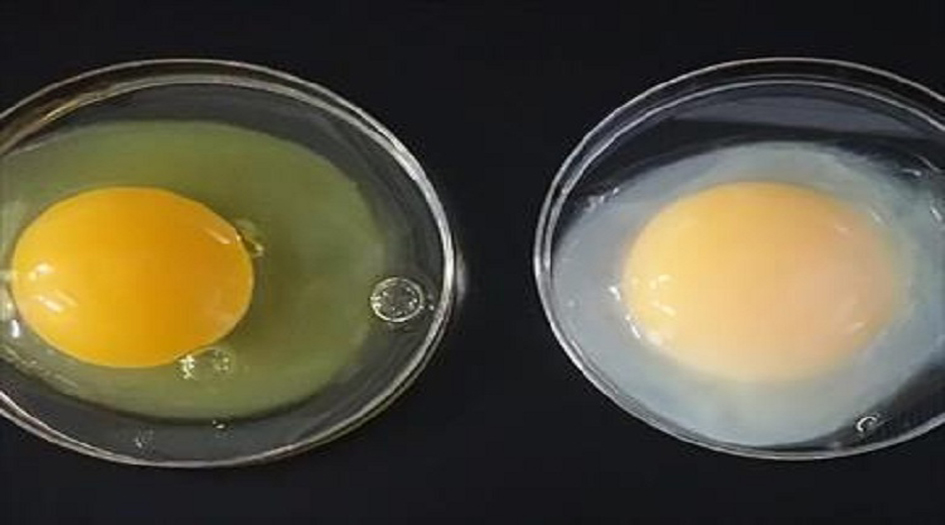 إنتاج بيض يعالج السرطان وإلتهاب الكبد ... التفاصيل