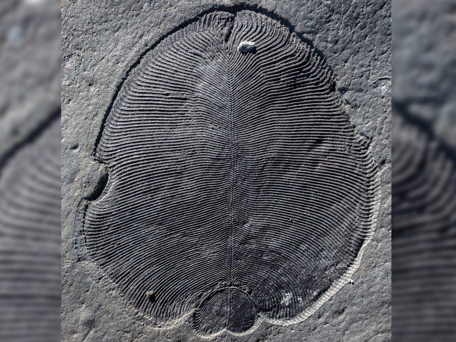 إكتشاف أقدم حيوان على سطح الكوكب.. أخيرا حل اللغز الغامض