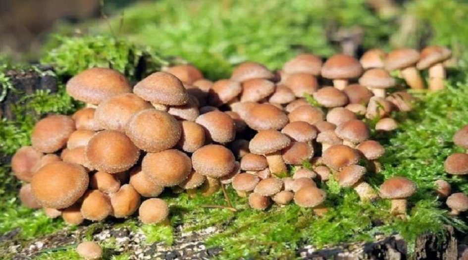 سلاح فريد... فطر يلتهم البلاستيك!