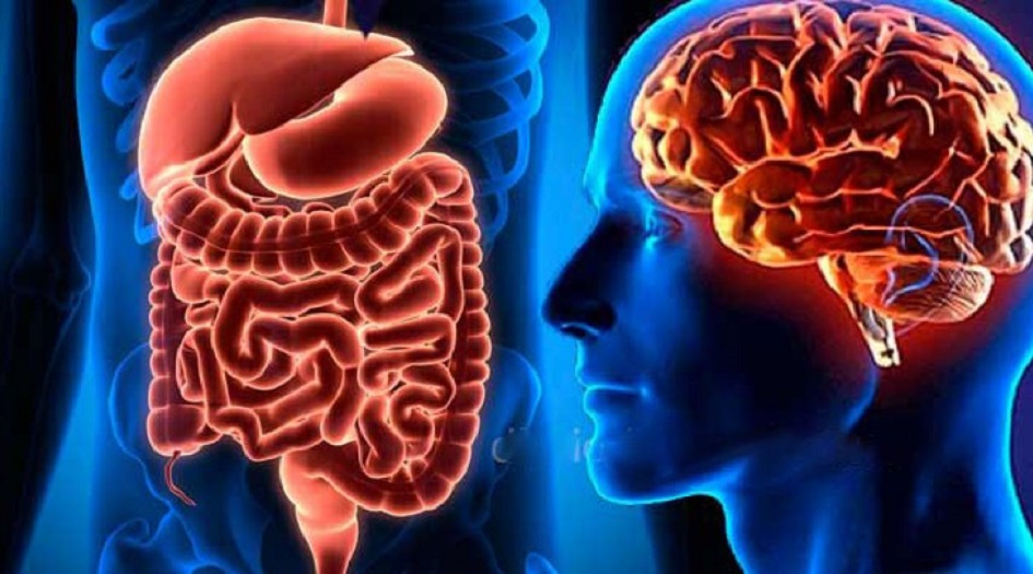 معلومات مدهشة عن الأمعاء "الدماغ الثاني للإنسان"!!