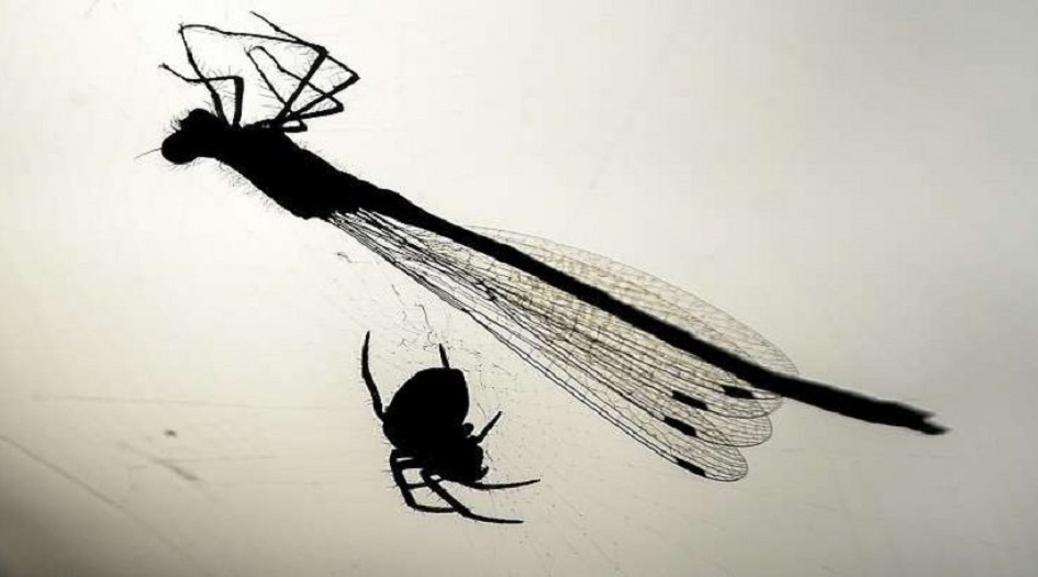 الجيش الامريكي يستخدم" الحشرات المتحالفة".. فماهي؟!