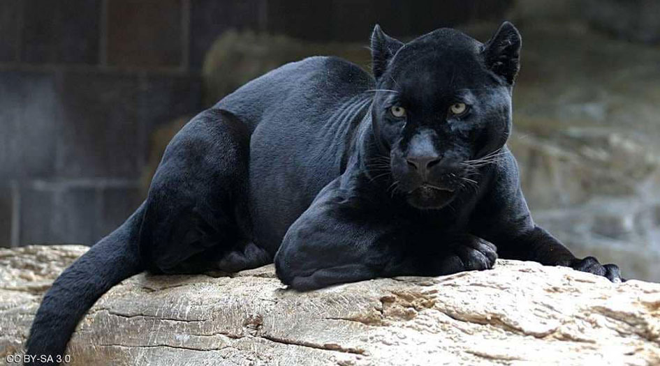 حيوان مفترس يروع قريتين في أسكتلندا