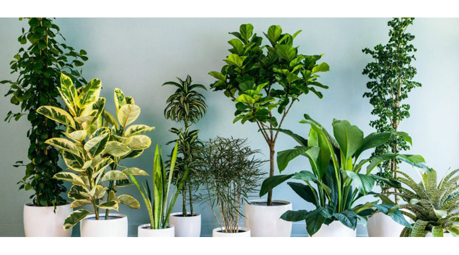 النباتات المنزلية تخفض مستويات التوتر وتحسن المزاج