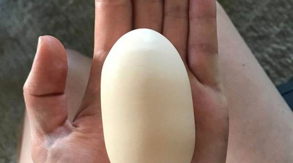 بالصورة... بيضة طويلة تشعل الإنترنت!