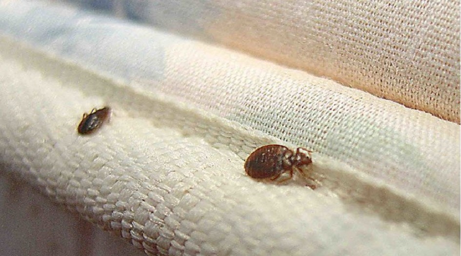  بهذه الطريقة تنجو من لدغات حشرات الفراش 