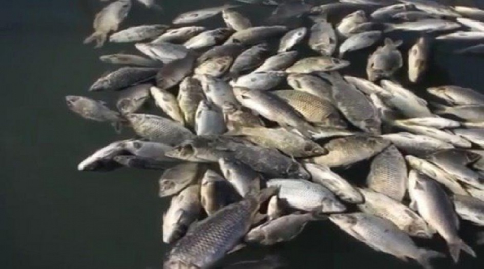  الكشف عن سبب نفوق أسماك بابل وصلاحية استهلاكها؟!