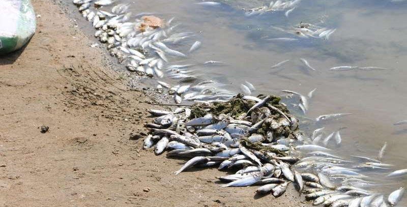 كارثة بيئية تهدد محافظة ميسان العراقية