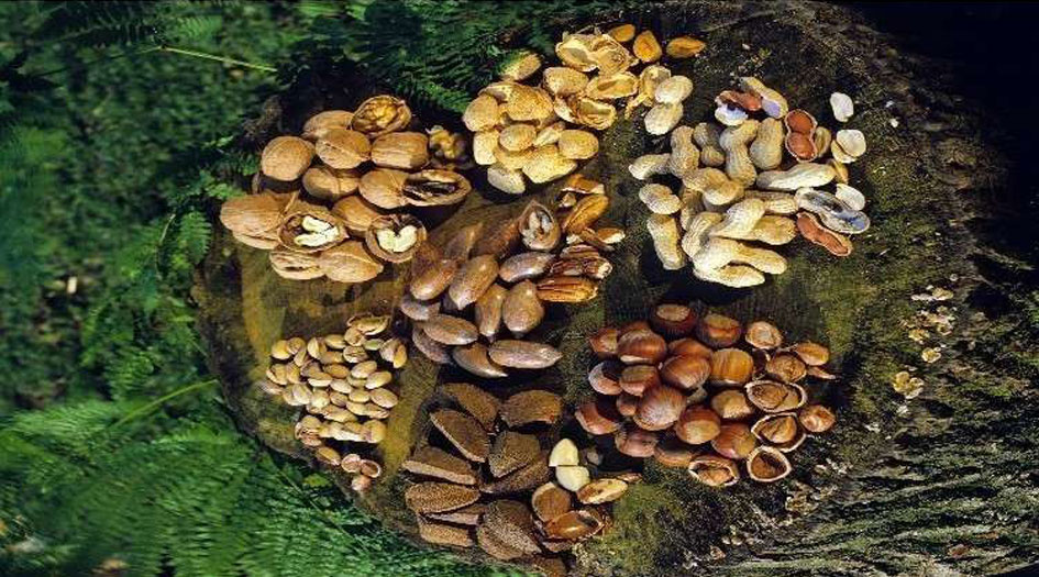 مواد غذائية تمنع زيادة الوزن... تعرف عليها