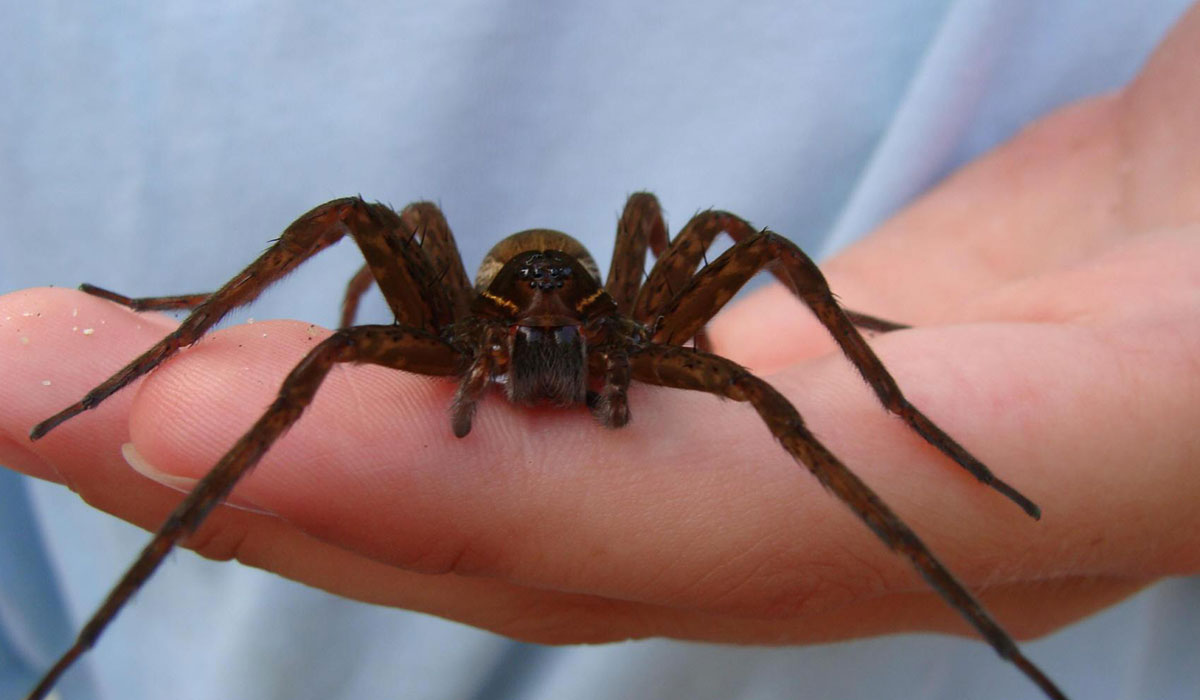 سم العناكب يعالج السرطان