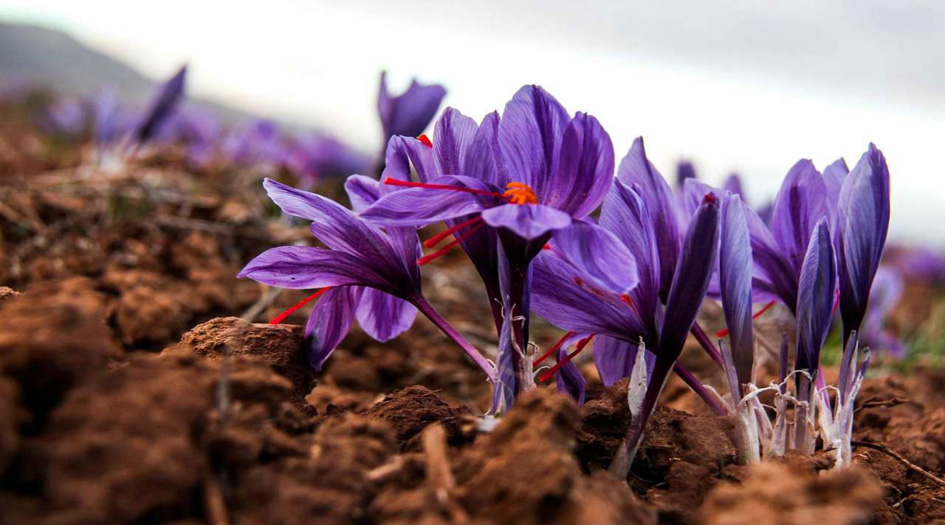 بالصور.. حصاد الزعفران بمحافظة كلستان