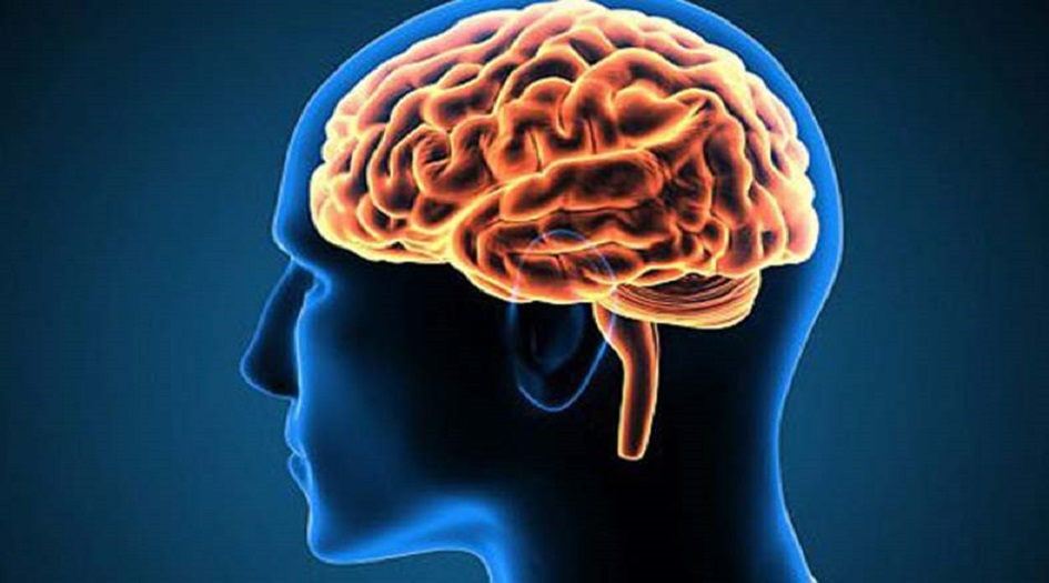  اكتشاف مثير... بكتيريا تعيش في الدماغ البشري!! 