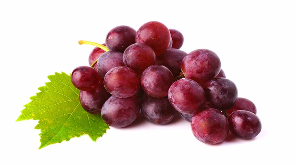 انتاج مرهم من عصارة ورق العنب الاحمر لعلاج الدوالي في ايران