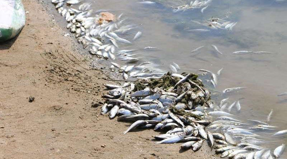 الصحة العالمية تكشف: فيروس معدي سبب نفوق أسماك العراق