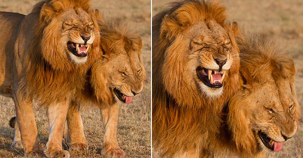  هل تضحك الأسود؟