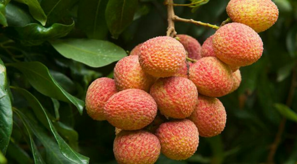 احذر هذه الفواكه والخضار إذا كنت تقوم بحمية غذائية