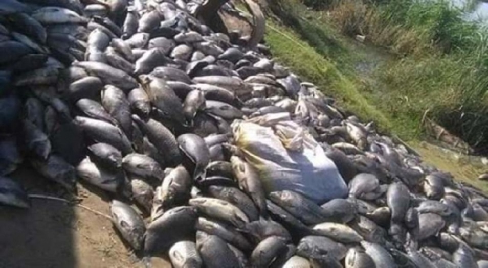  الزراعة العراقية تكشف رواية غريبة عن نفوق الأسماك في الديوانية