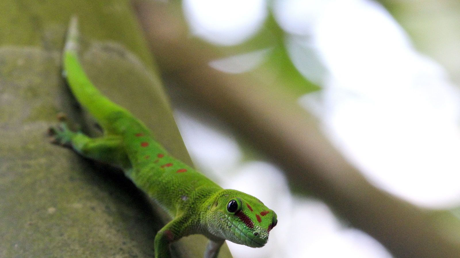 علماء يحلون لغز مشي الوزغ على الماء