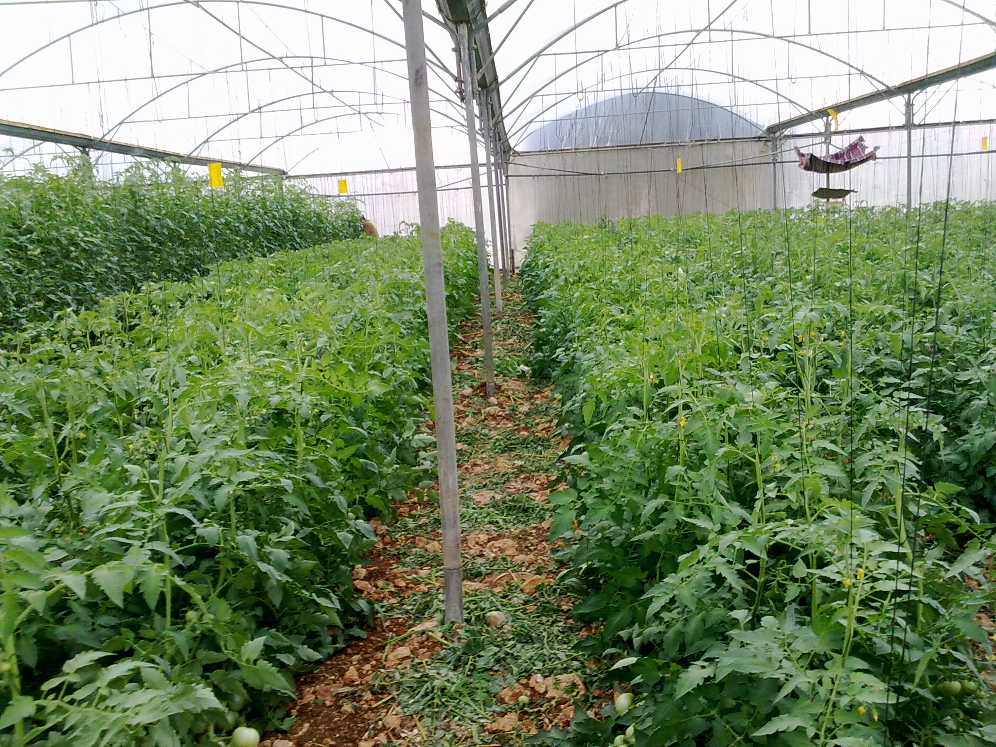 إيران تطلق خطة لإنشاء 48 ألف هكتار من الدفيئات الزراعية