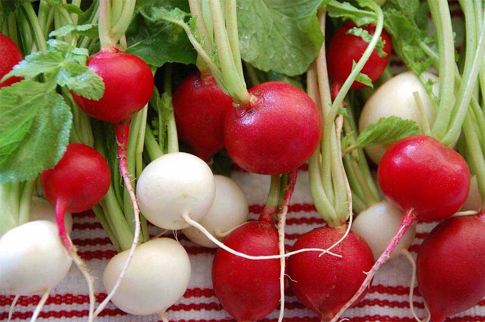  فوائد مذهلة للفجل الاحمر والابيض ...ستجعلك تأكله يومياً!!