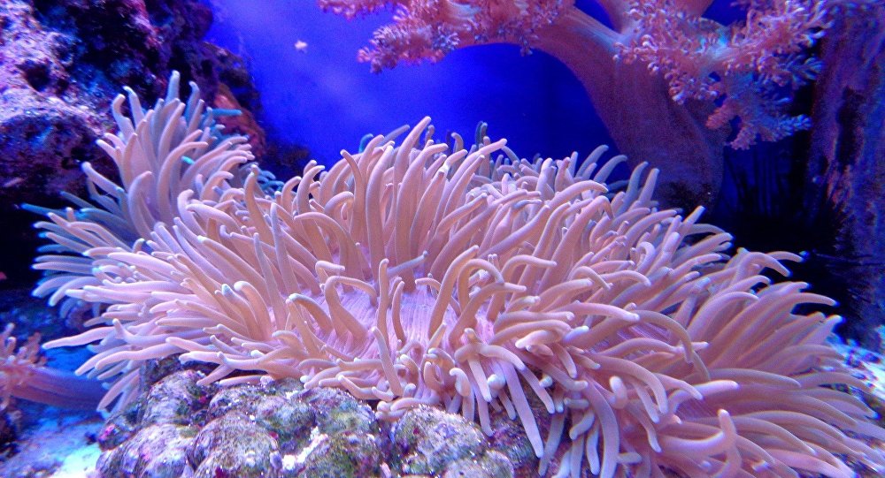 التجارب أثبتت أن الشعاب المرجانية تتمتع بحاسة السمع