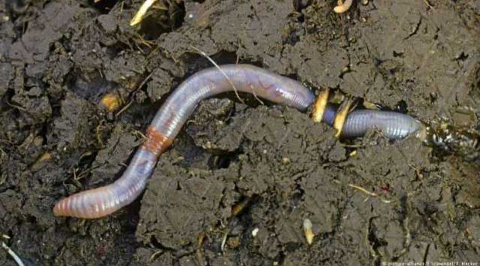 "الدودة دونالد ترامب"