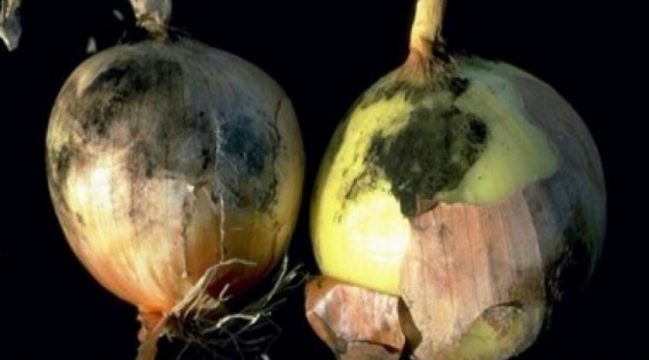 بصل سام يسبّب سرطان الكبد.. احذروا منه!