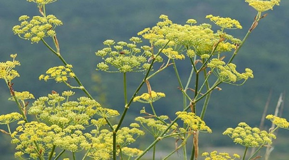 اليك اهم فوائد اليانسون