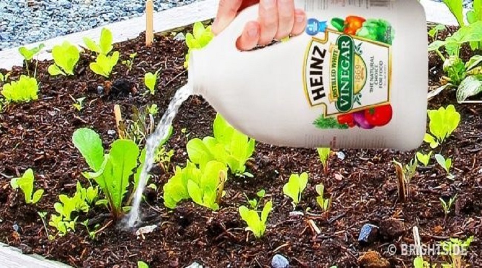 استخدامات للخل لم تسمع عنها من قبل