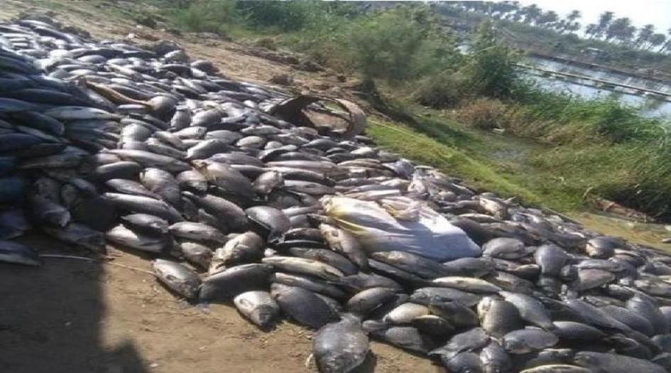 نائب يكشف معلومات جديدة عن نفوق الأسماك