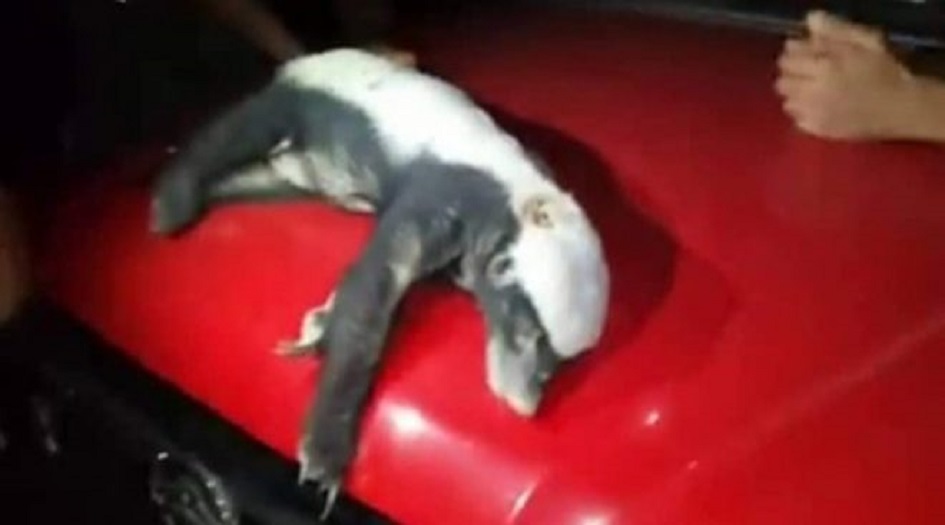 حادثة مآساوية تهز سوريا!!