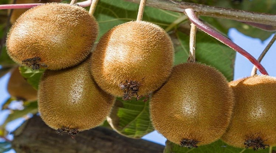  ارتفاع حجم صادرات فاكهة الكيوي بنسبة 300 بالمئة