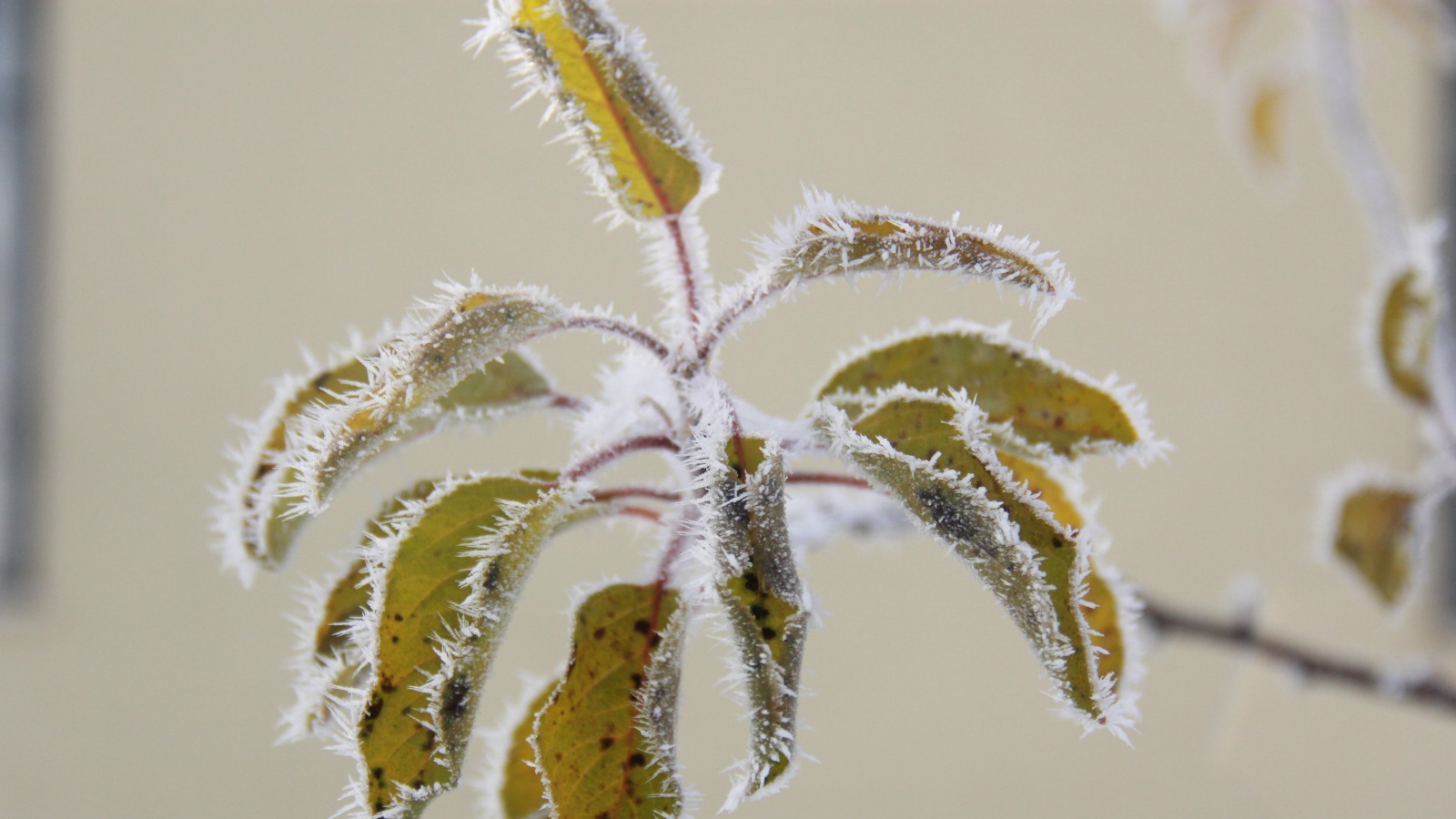 لماذا الثلج أبيض؟