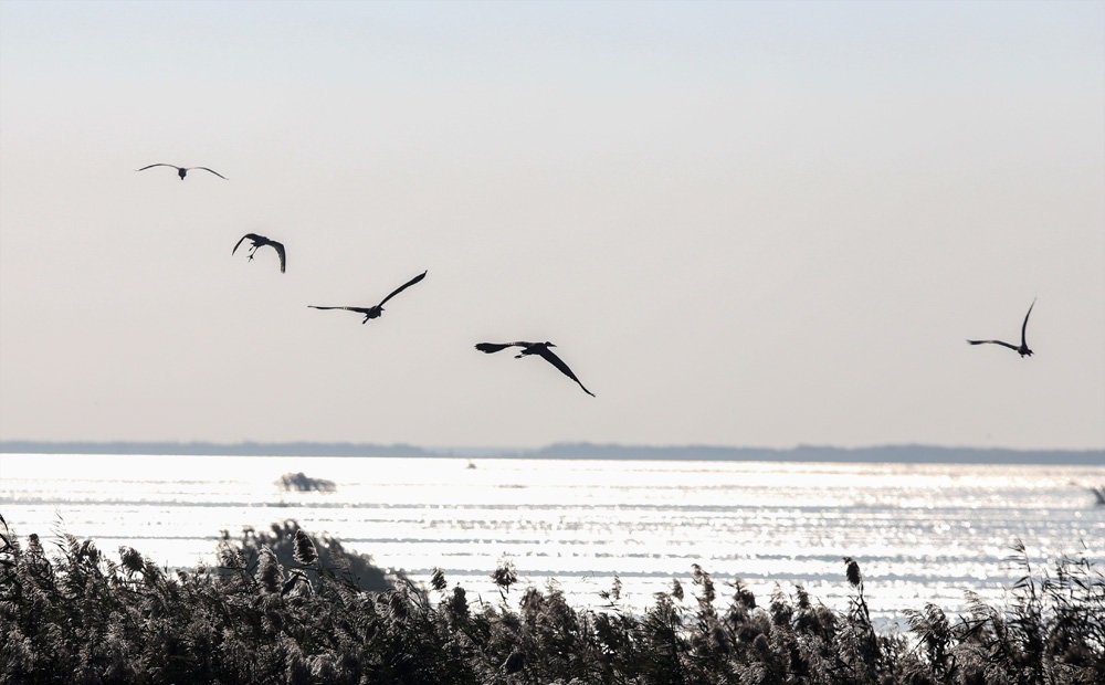 بالصور.. عودة المياه الى مجاريها في هور العظيم