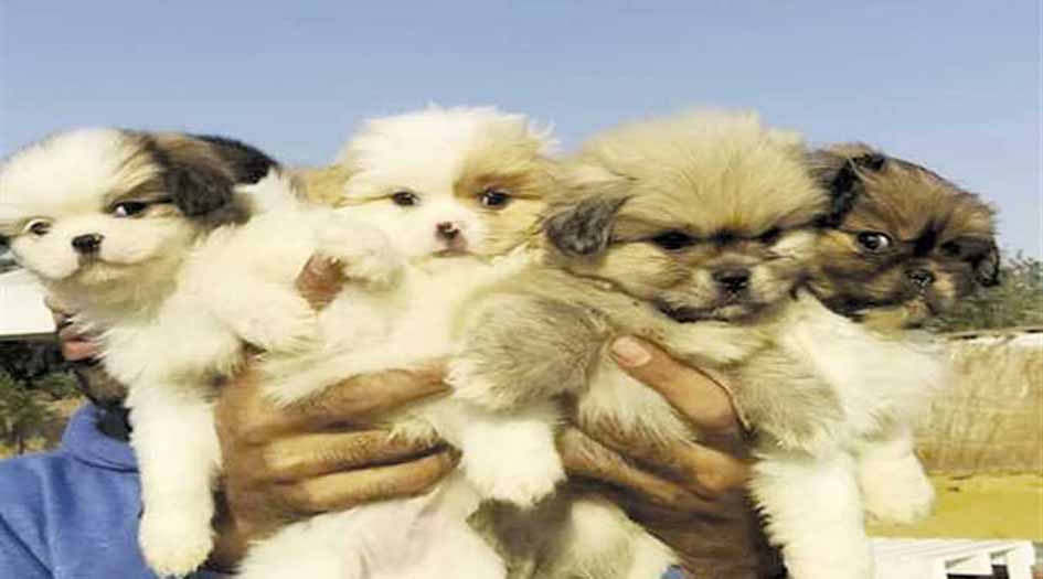 مسائل وأحاديث تحذر من تربية الكلاب