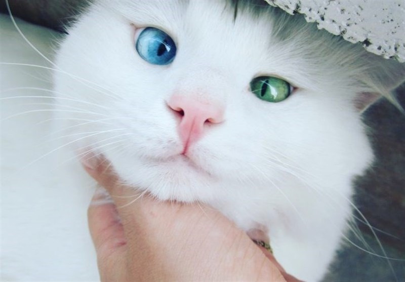 ساخت عصا با الهام گرفتن از چشمان گربه + عکس
