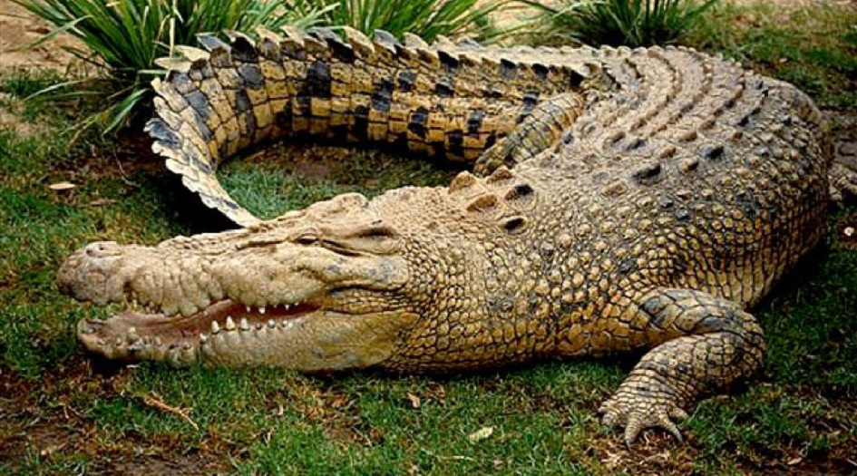 الجنازة حارة والميت تمساح!!