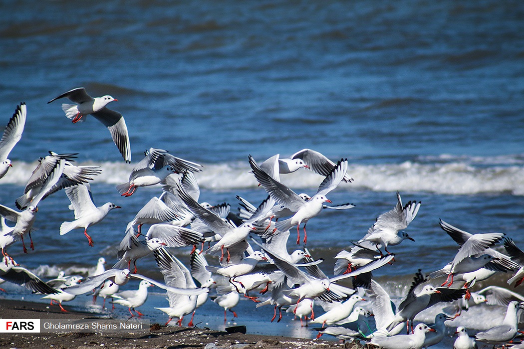 طيور النورس في بحر قزوين