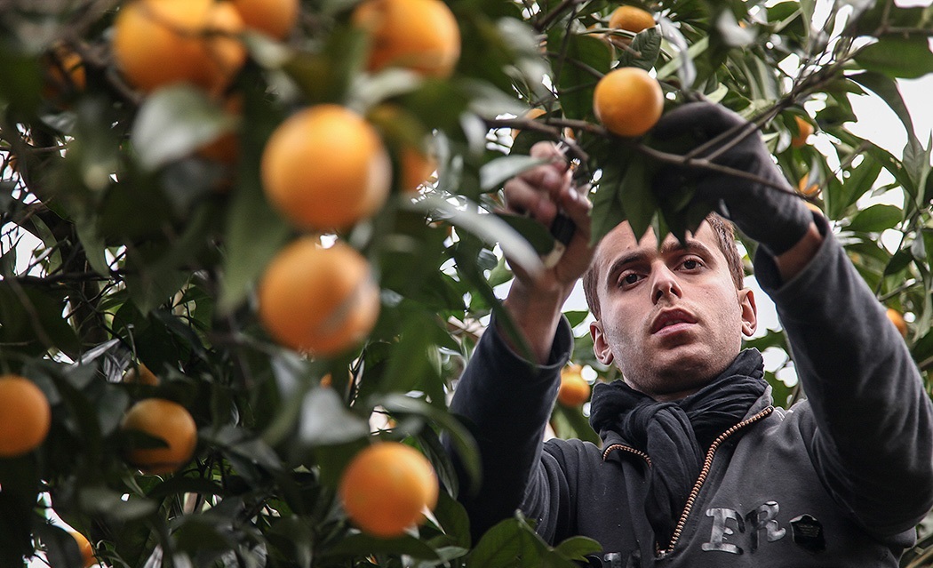 حصاد الحمضيات من مزارع محافظة جيلان شمالي ايران